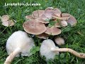 Lyophyllum decastes-amf1869